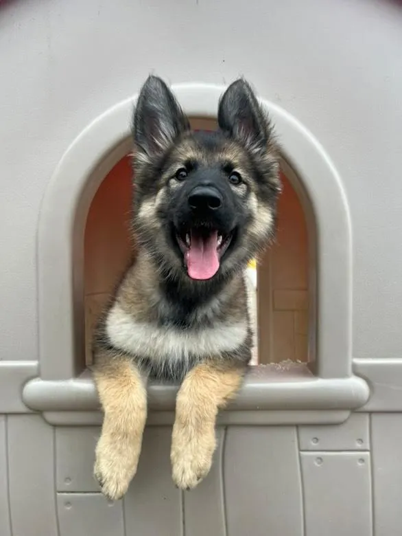 Nesslands of Burwell