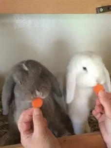 Furryfriends Rabbit/ Guinea Pig Boarding, Hemel Hempstead