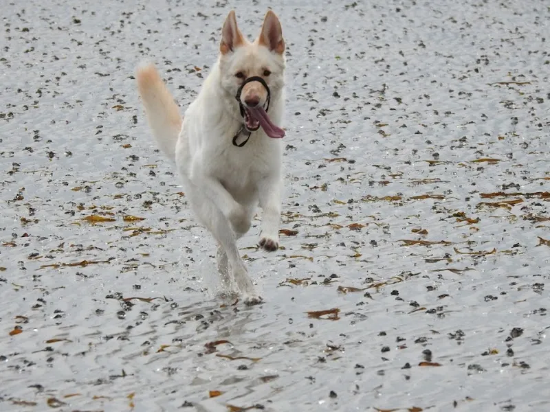 All Sorts Pet Services