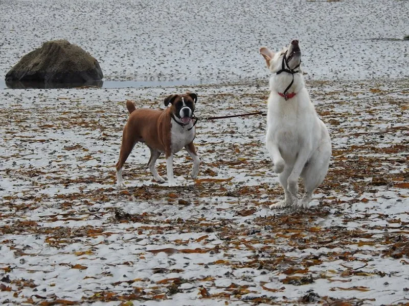 All Sorts Pet Services