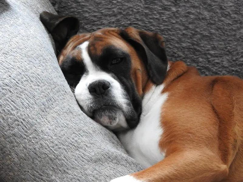 All Sorts Pet Services