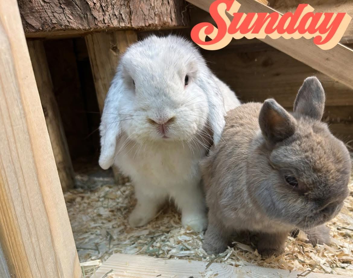 The Stables Small Animal Luxury Boarding photo 5