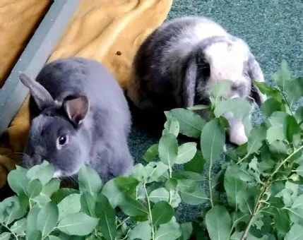 Hop-a-lot Bunny Boarding, Okehampton