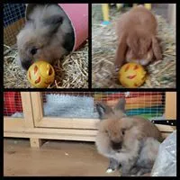 Sleepy Burrows - Small Pet Boarding Essex - Veterinary Nurse, Romford - Photo 1 of 2