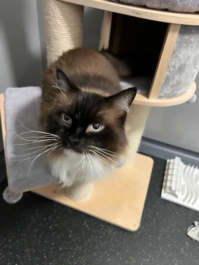 Kernow Cat Hotel - Luxury Cattery - Cattery in Cornwall