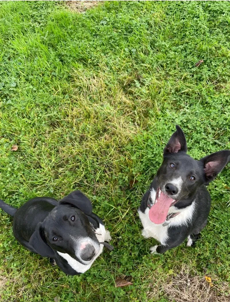 The Dogfather Bolney