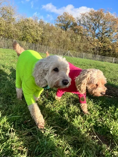 The Dogfather Bolney