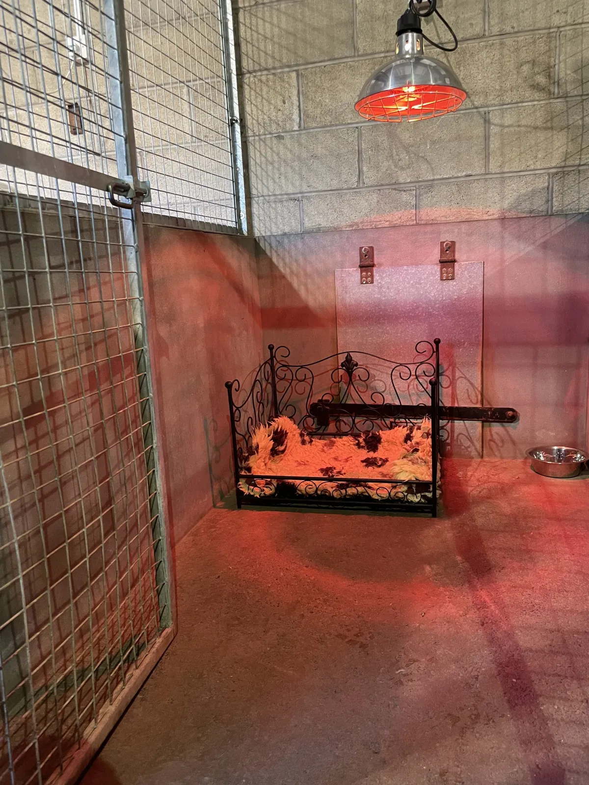 Gallowmyre Kennels - Photo 3