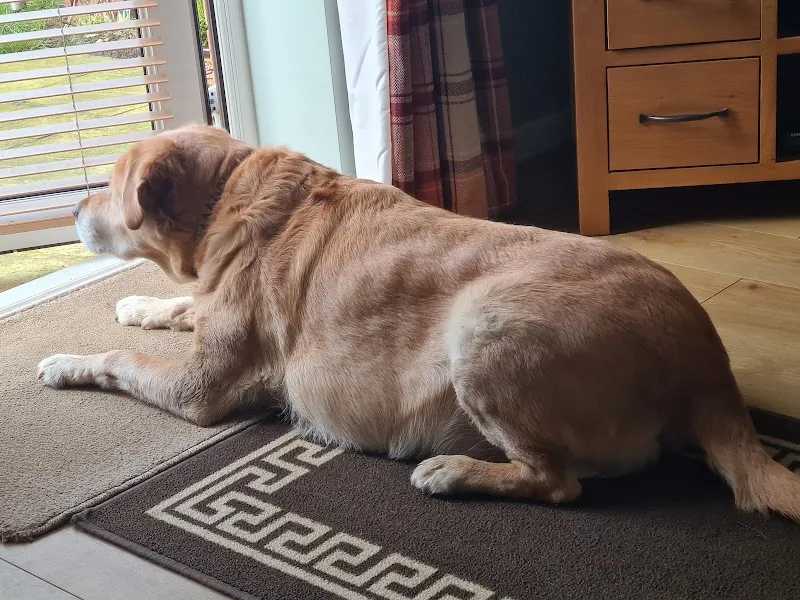 Rayvonley Boarding Kennels