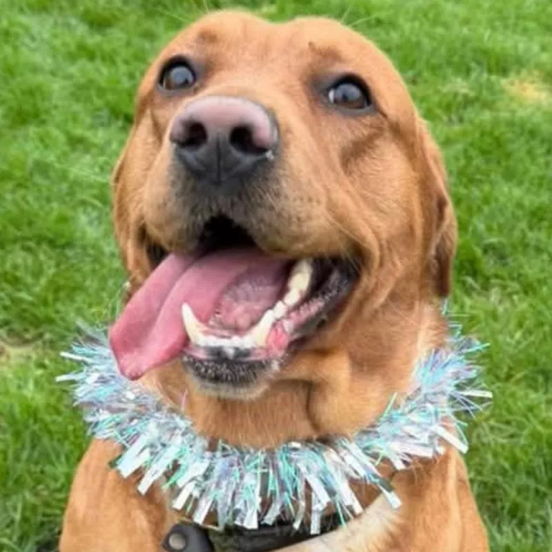 Mayfield Kennels and Cattery