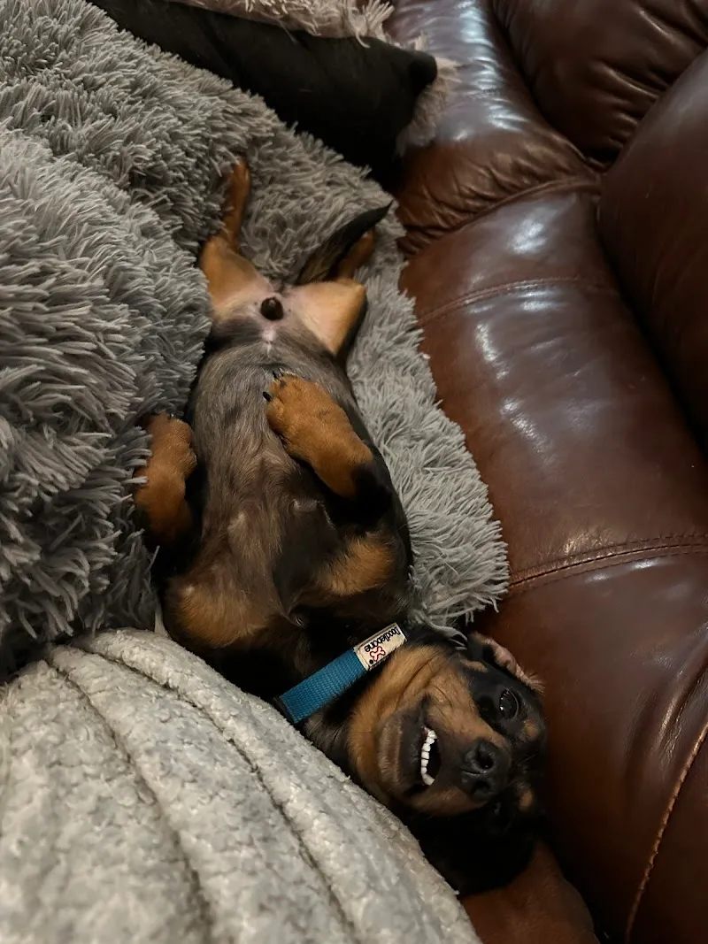 Miki's Home Doggy Day Care & Hotel