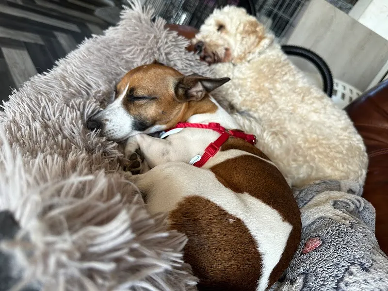 Miki's Home Doggy Day Care & Hotel