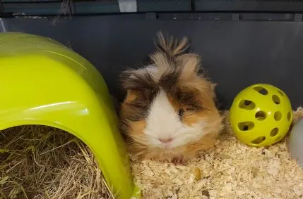 Oxford Small Pet Boarding, Oxford - Photo 1 of 4