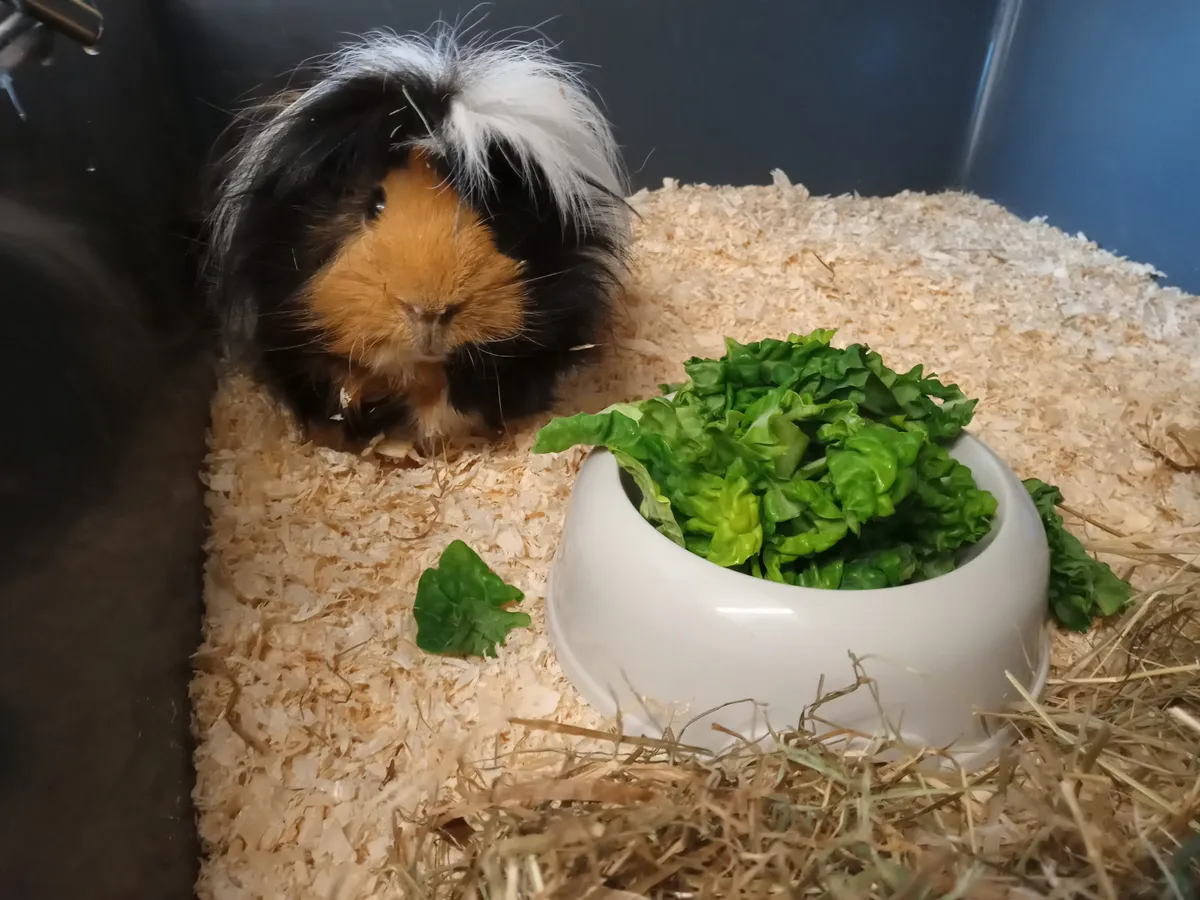 Oxford Small Pet Boarding, Oxford - Photo 4 of 4