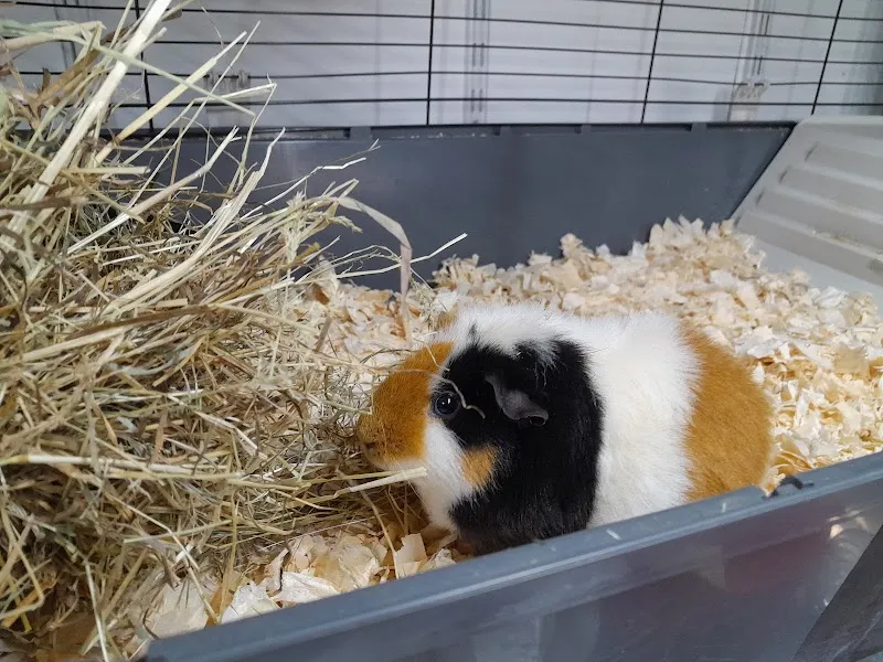 Oxford Small Pet Boarding