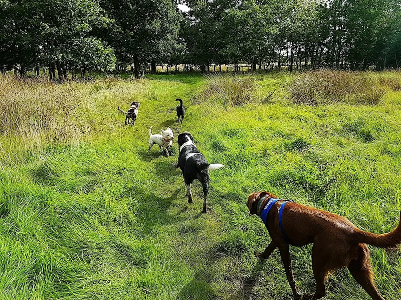 Home from Home Pet Care