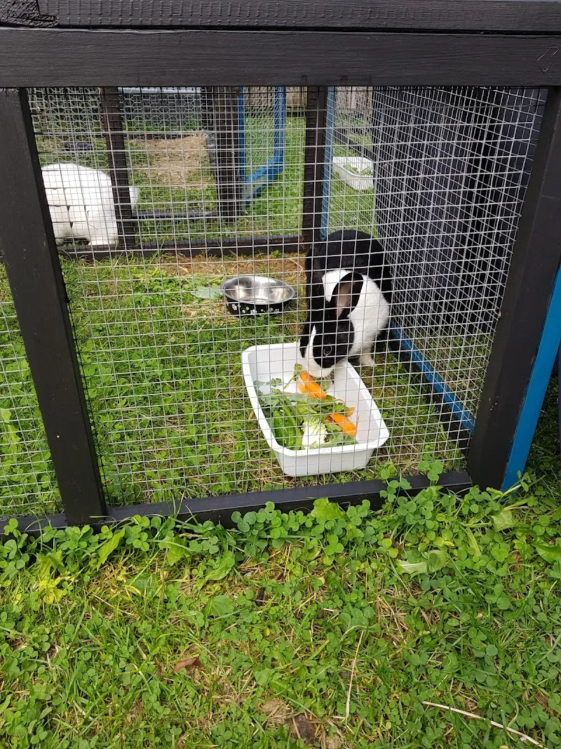 Fluff and Feathers Pet Hotel