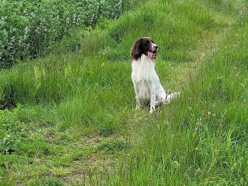 Hesket Kennels and Cattery