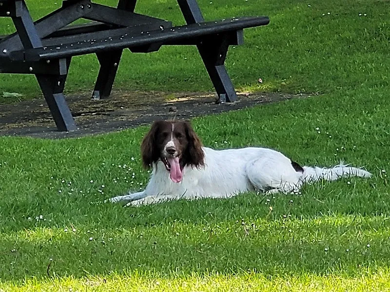 Hesket Kennels and Cattery