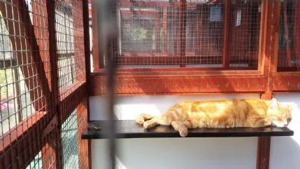 The Log Cabin Cattery, Ferndown - Photo 1 of 4