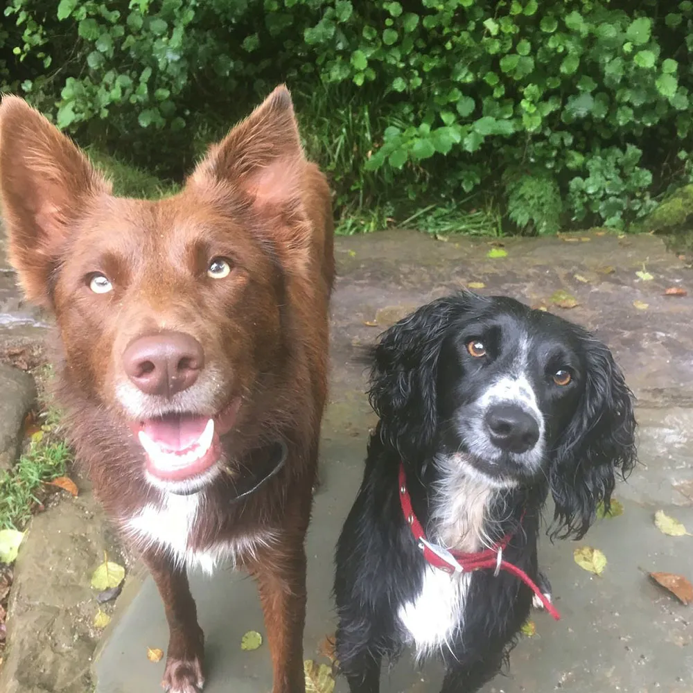 Home & Away Boarding Kennels & Cattery, Newport - Photo 4 of 4