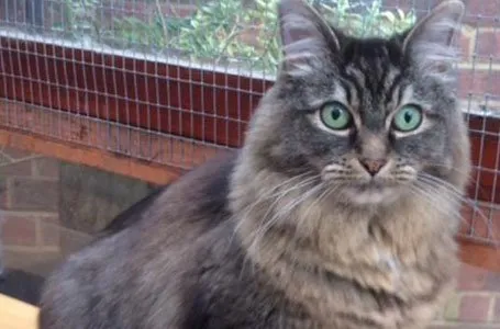 Paws Cattery, Belper - Photo 2 of 3