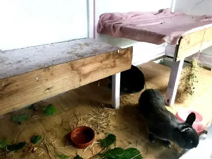 Hop & Hound - Rabbit & Guinea pig holiday boarding, Midhurst - Photo 1 of 2