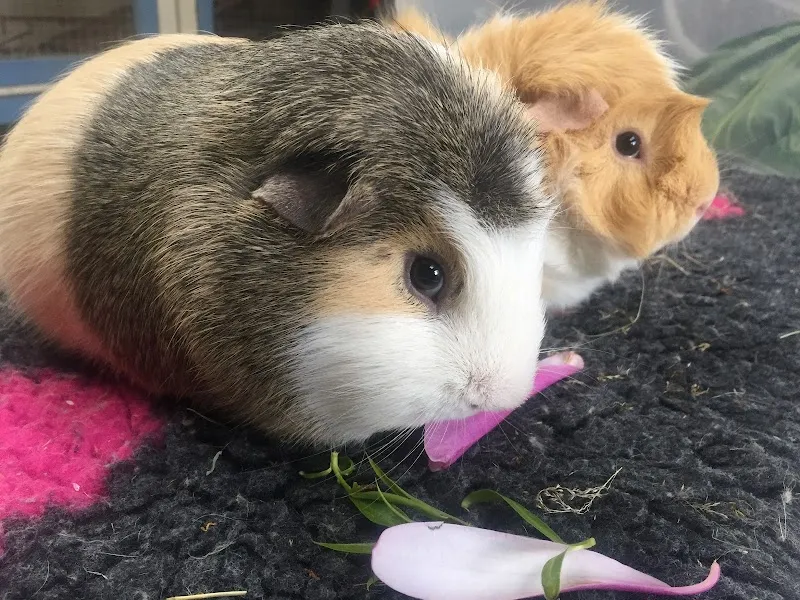 Hop & Hound - Rabbit & Guinea pig holiday boarding