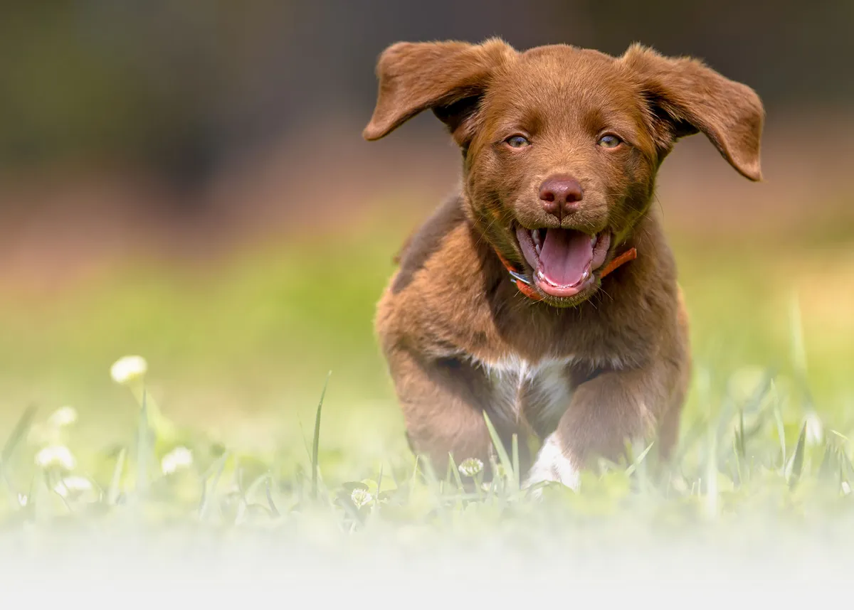 Country House Kennels & Cattery, Dunstable - Photo 4 of 4