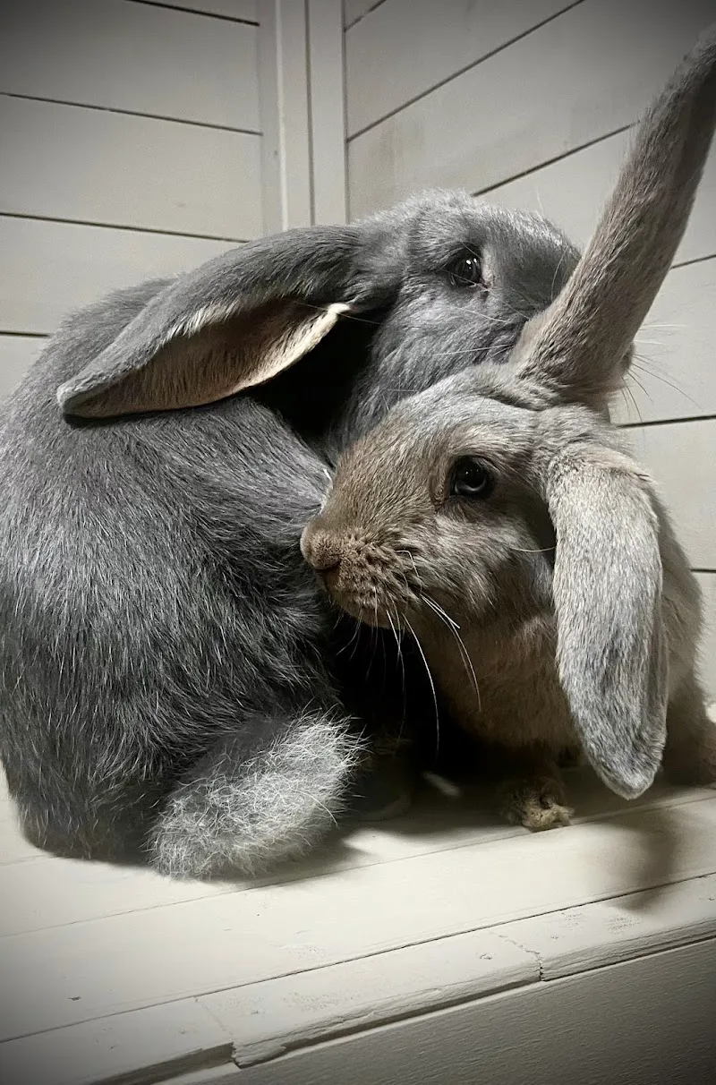The Pet Nanny Rabbit and Guinea Pig Boarding