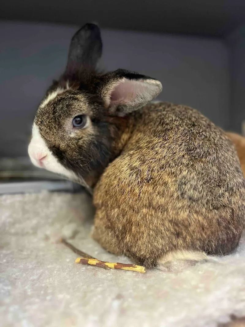 The Pet Nanny Rabbit and Guinea Pig Boarding