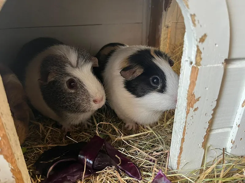 The Pet Nanny Rabbit and Guinea Pig Boarding