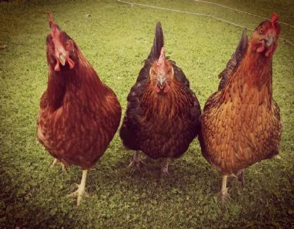 Little Paws Care, Chippenham