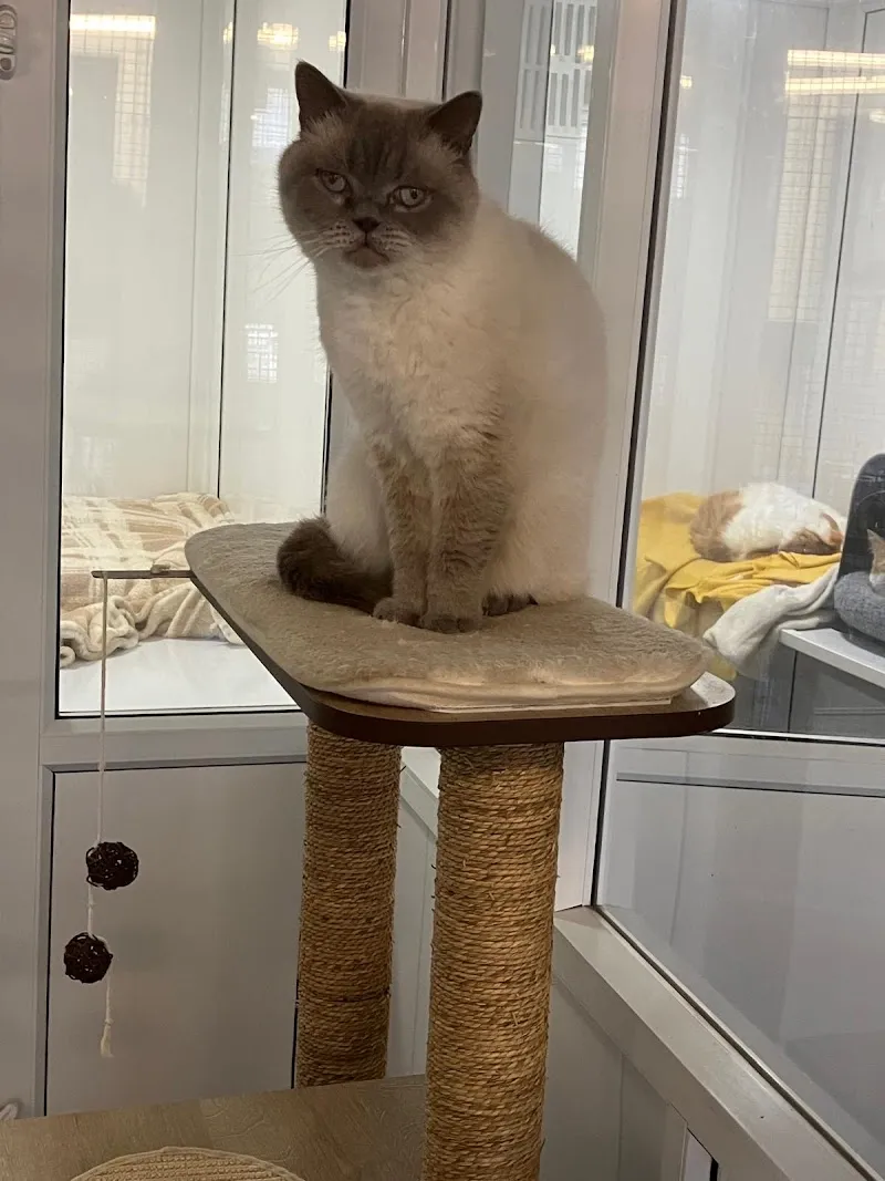 Stagenhoe Cat Hotel.