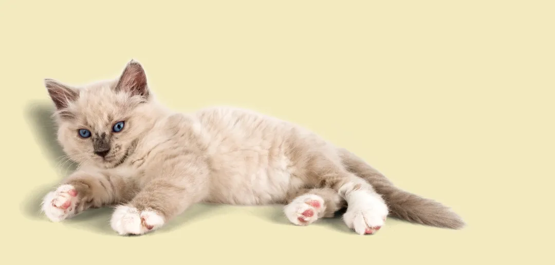 Purrfect Palace, Leigh-on-Sea - Photo 2 of 2