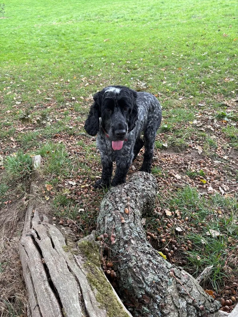 Barney’s Buddies Cheltenham