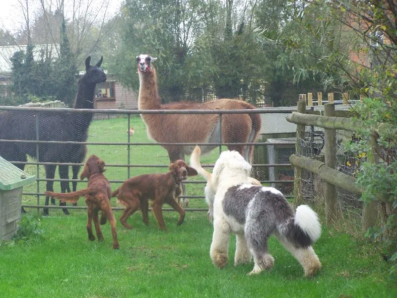 Whistley Canine Country Club - Photo 1