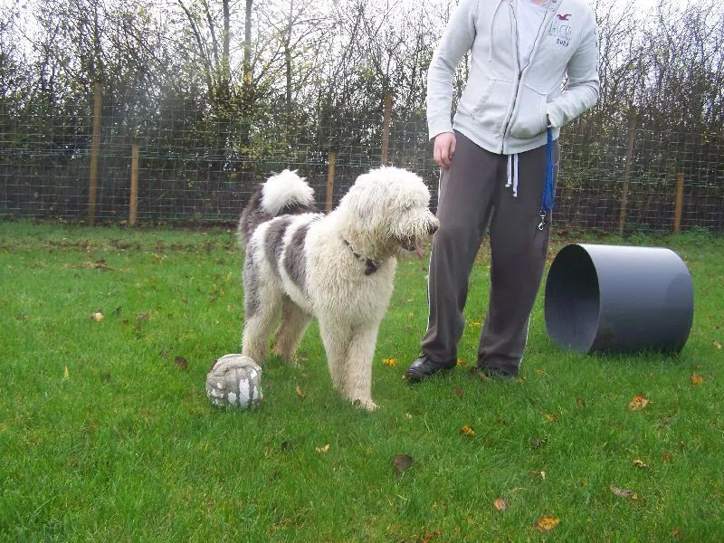 Whistley Canine Country Club - Photo 3