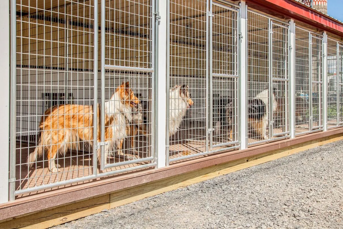 Dog Shelter, Londonderry - Photo 2 of 10