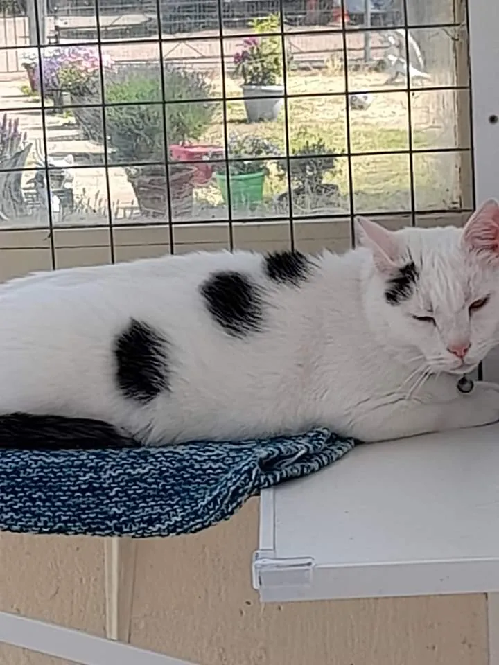 Iris's Animal Farm Cattery