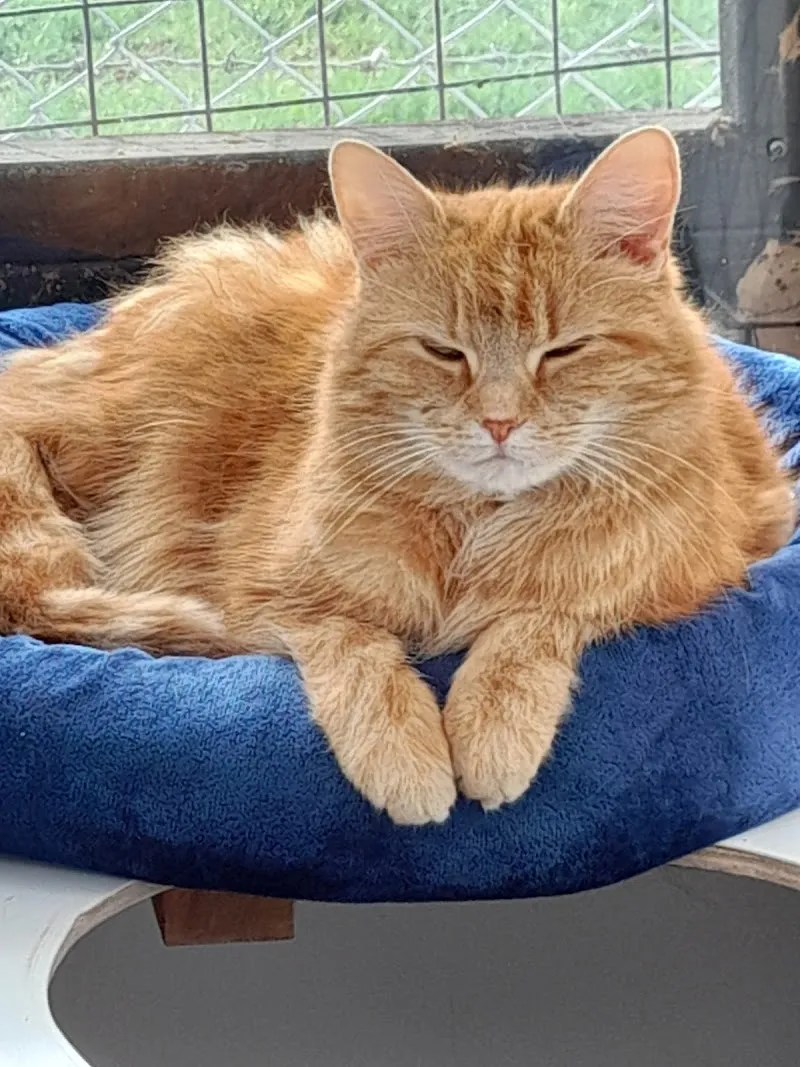 Iris's Animal Farm Cattery