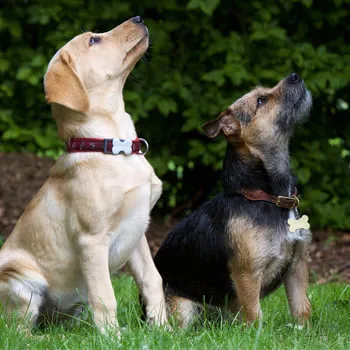 Cottage Farm Dog Training & Boarding