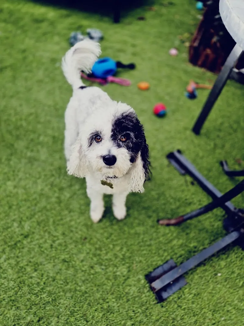 Small Paws Playdates & Home Boarding