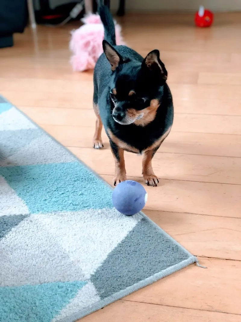 Small Paws Playdates & Home Boarding