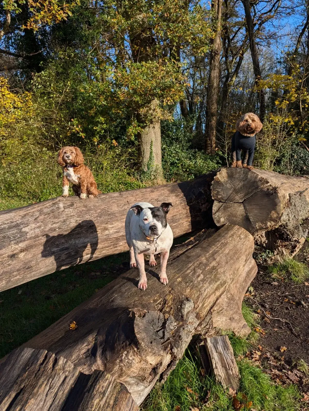 Friends for Pets Cardiff, Cardiff - Photo 2 of 2