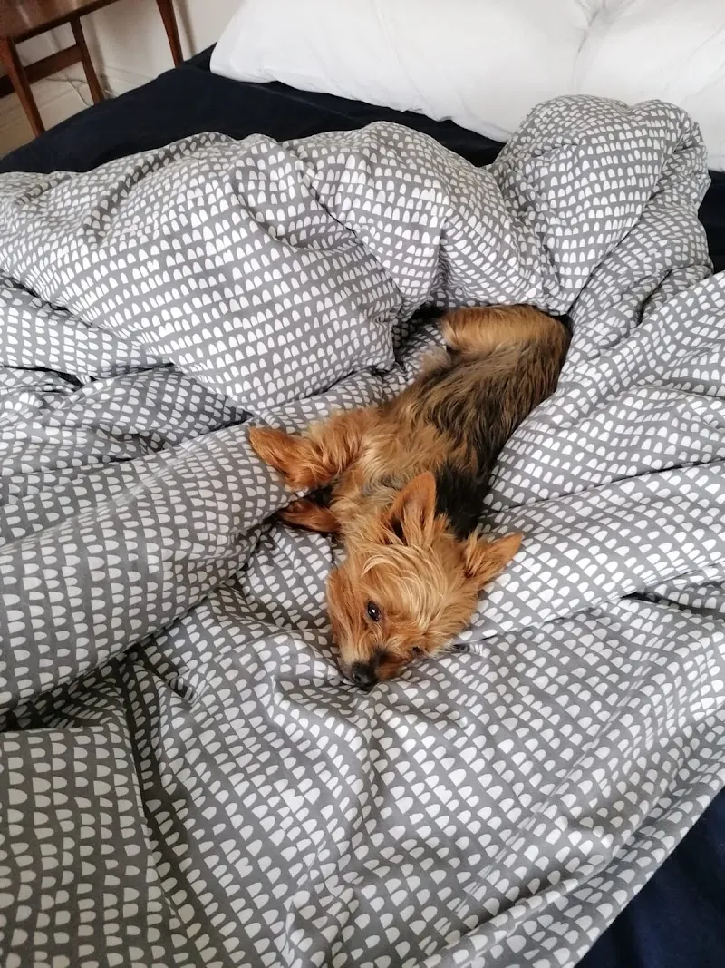 Friends for Pets Cardiff