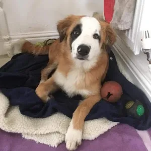 Friends for Pets Cardiff