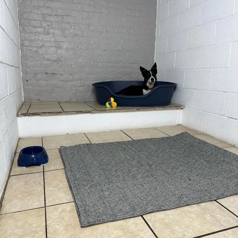 Pearson & Paws LTD Dog Boarding Kennels