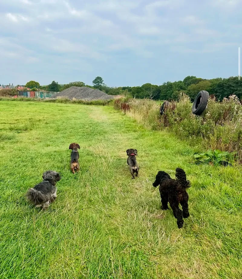 Pearson & Paws LTD Dog Boarding Kennels