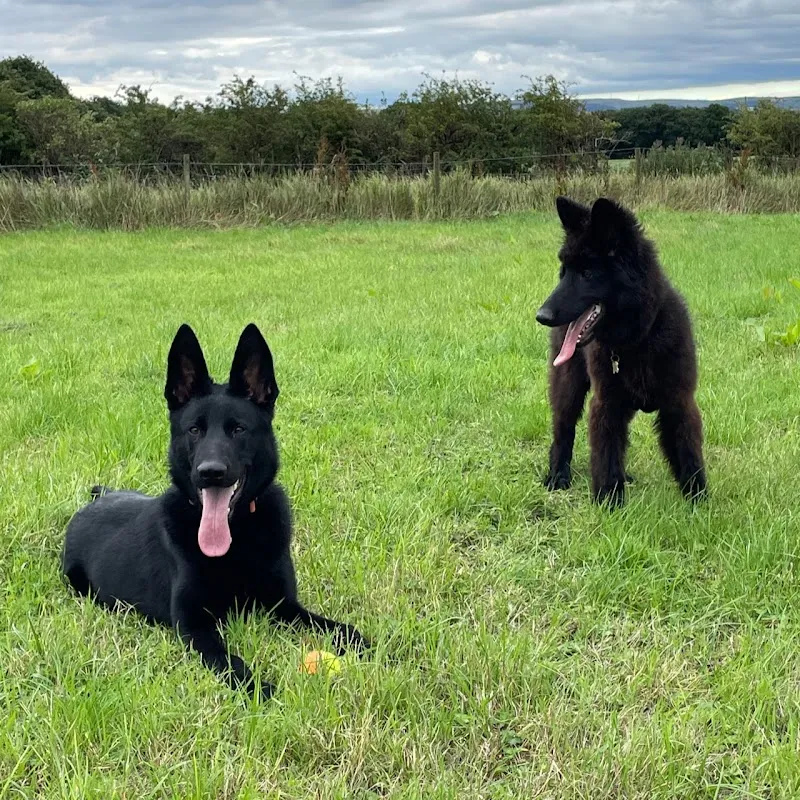 Pearson & Paws LTD Dog Boarding Kennels